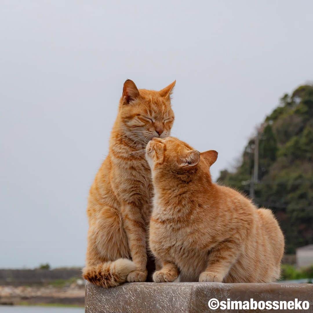 simabossnekoさんのインスタグラム写真 - (simabossnekoInstagram)「・ キス猫の瞬間😽😸✨ Kissing cats❣️ Swipeしてね←←←←🐾  〜お知らせ〜 6月28日、にゃっぷる編集部（ @mapple_nyapple ）You Tubeチャンネルにて simabossneko&ぺにゃんこの「島ねこ日記」更新いたしました。  第3回目のテーマは、"キス猫の瞬間"です。是非ご覧ください🏝😸✨  にゃっぷる編集部YouTubeでは、他にも様々な猫さん達を配信しています。  @simabossnekoと @p_nyanco22 のストーリーハイライトに、今回配信の島ねこ日記をリンクしています。 宜しければチャンネル登録もお願いします🐾 ・ ・ 〜Notice〜 June 28th, On YouTube channel of the Nyappuru editorial department ( @mapple_nyapple )  @simabossneko & @p_nyanco22 "Island Cat Diary" with English subtitles was updated.  The theme this time is "Kissing  cats" Please take a look at it!🏝😸✨  The story highlights of @simabossneko and @p_nyanco22 , there is a link to YouTube “Island cat diary“ Please subscribe to the channel if you like 🐾 ・ ・ #しまねこ #島猫 #ねこ #自由猫 #にゃんすたぐらむ #猫写真 #みんねこ #catsofinstagram #過去pic #cats_of_world #catloversclub #pleasantcats #catstagram #meowed #ig_japan #lumixg9」6月28日 17時37分 - simabossneko