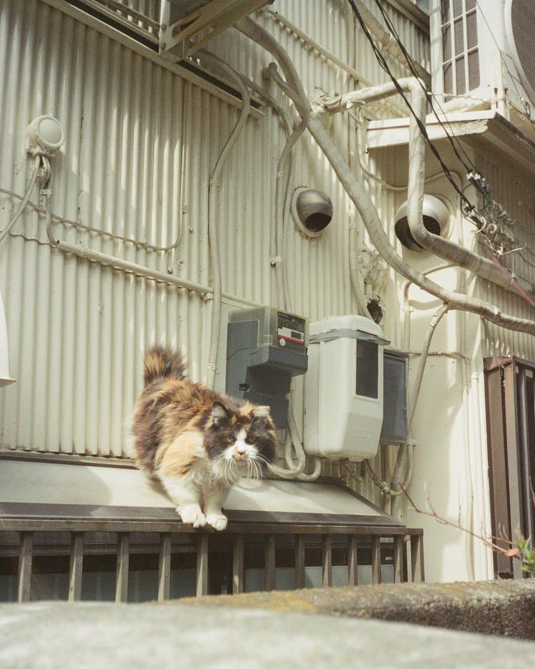 小田部仁のインスタグラム：「🐈」