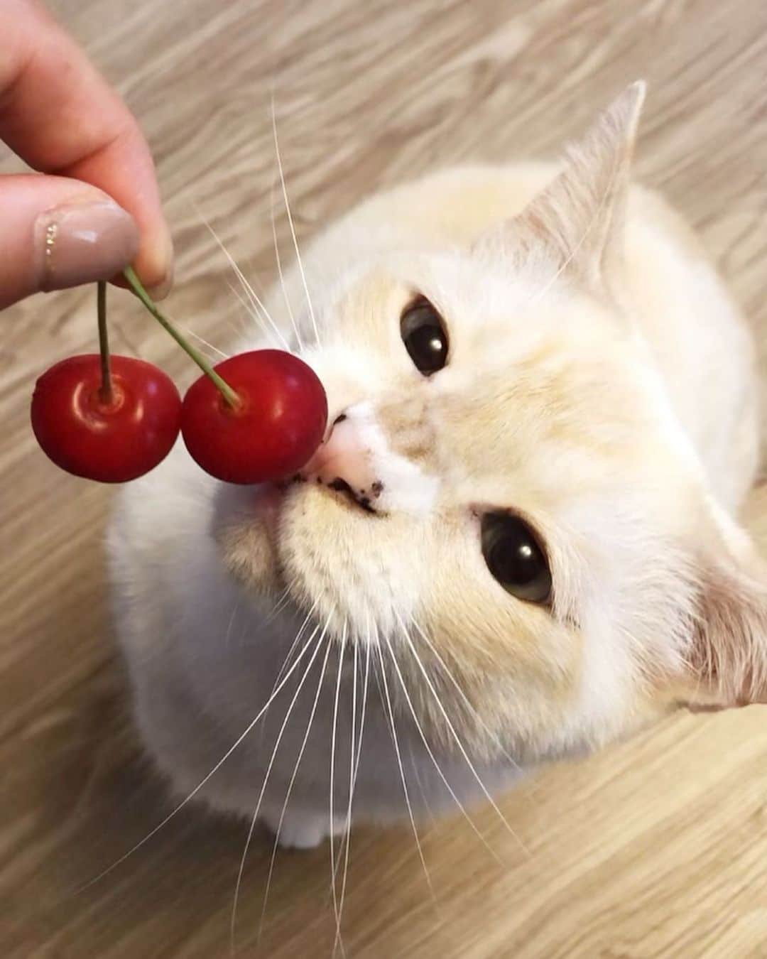 ソルトのインスタグラム：「さくらんぼいただきました🍒」