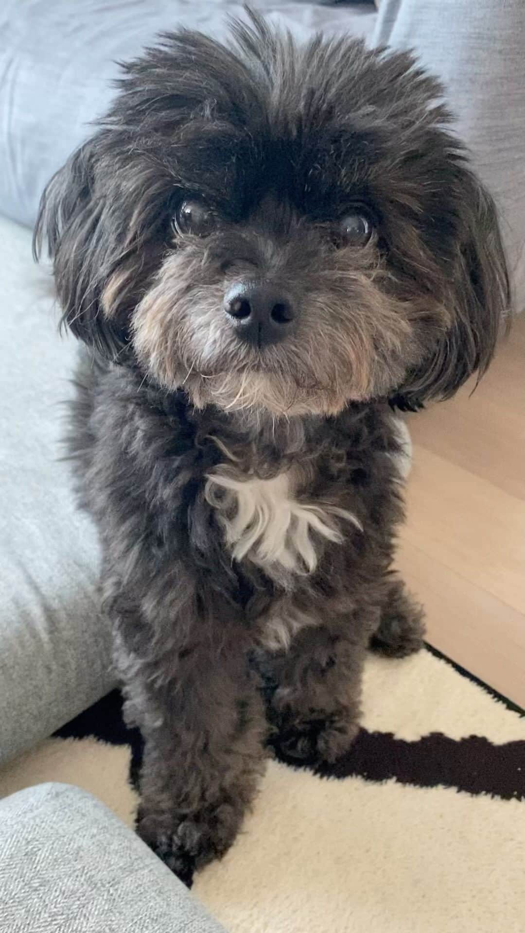 白木優子のインスタグラム：「首かしげるのが可愛いから何回も質問しちゃう❤️ #愛犬 #ワンコ #チワプー #チワプー男の子  #ちわすたぐらむ  #family #家族」