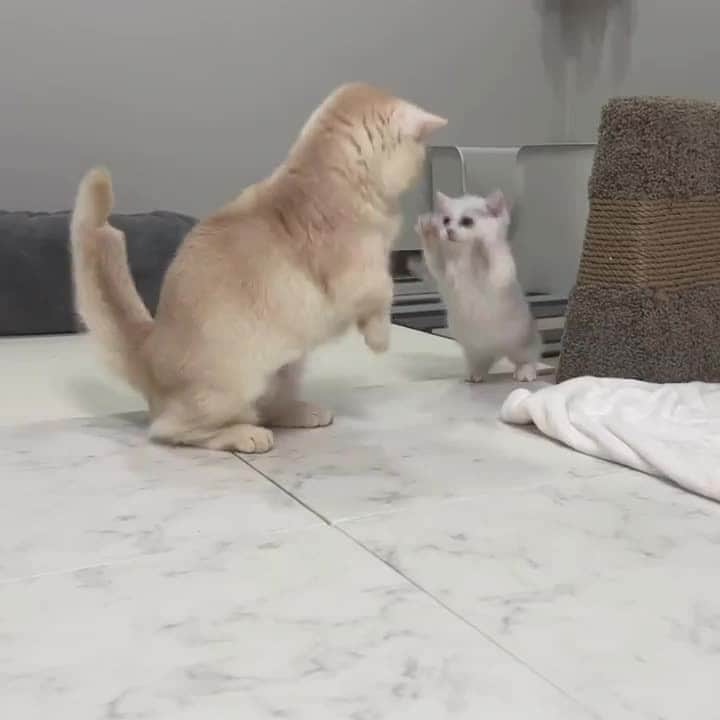 Cats of Instagramのインスタグラム：「From @ddo_o_da: "역시 리액션 좋은 다복쓰" #catsofinstagram」