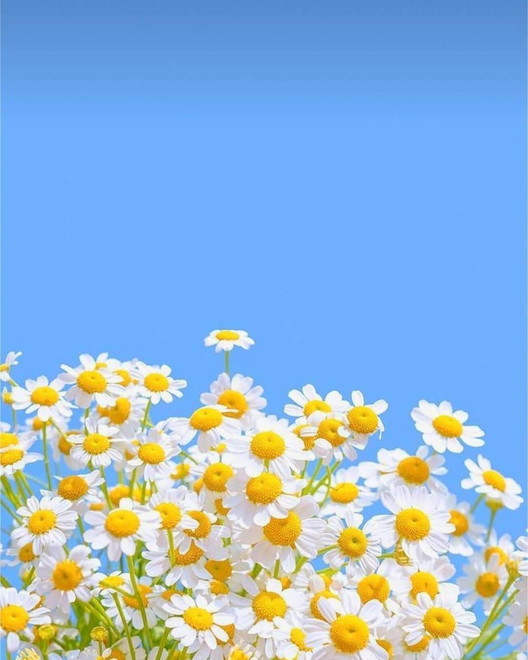 佐武宇綺のインスタグラム：「🌼」