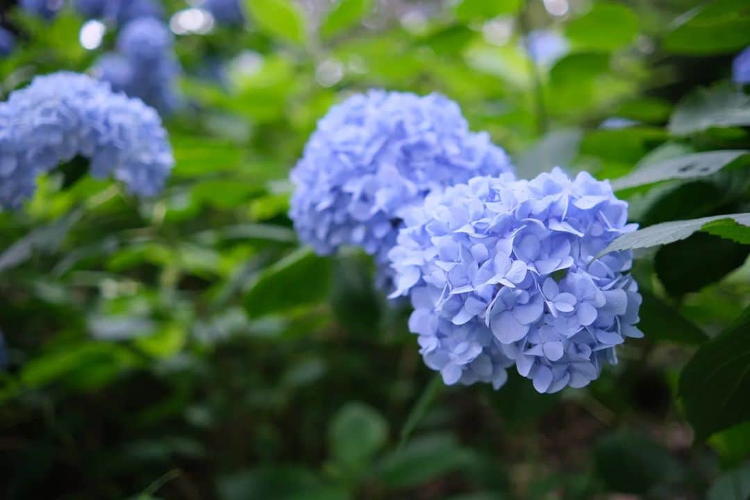 坪井遥司さんのインスタグラム写真 - (坪井遥司Instagram)「#吉備津神社 #紫陽花 #fujifilm」6月28日 21時28分 - yojitsuboi