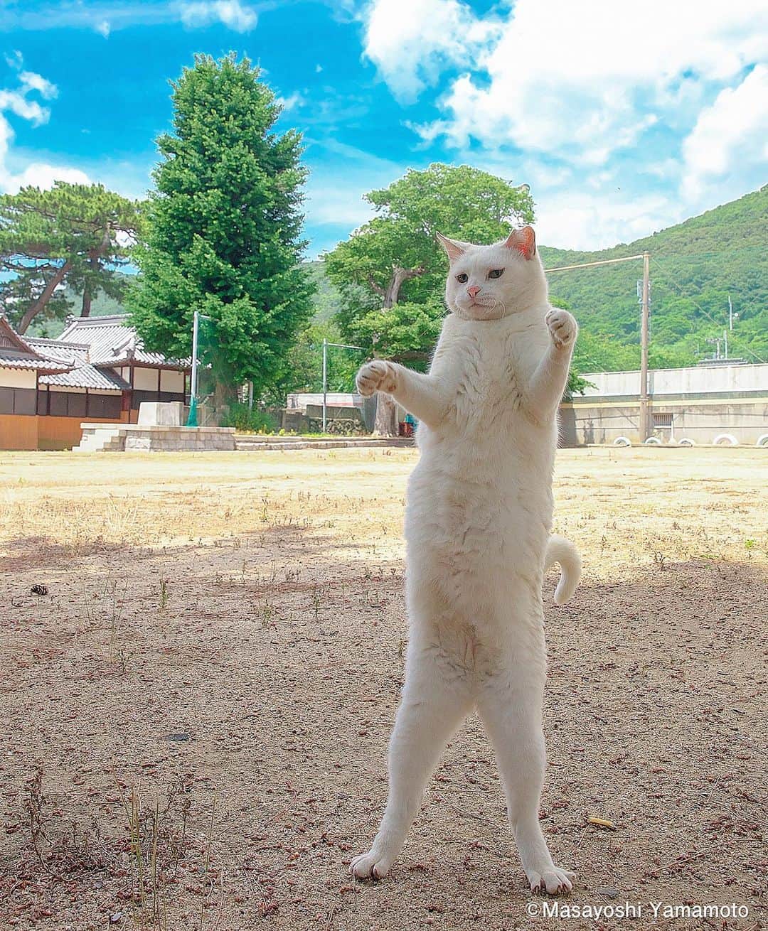 山本正義さんのインスタグラム写真 - (山本正義Instagram)「どんとこい。  take a fighting stance  #ねこ #猫 #cat  本日、まいどなニュースさんに 記事にしていただきました。  ホームページにも リンク載せておきます。 よろしくお願いします☺️ @tachineko.ym  https://maidonanews.jp/article/14646624」6月28日 21時52分 - tachineko.ym