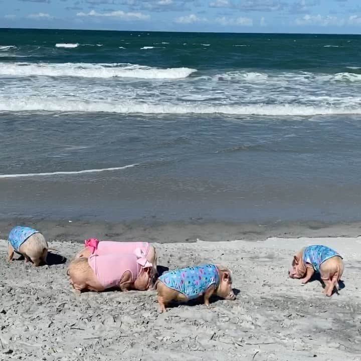 のインスタグラム：「Five little piggies rooting on the beach…Look at those happy tails! We were helping Pop root for shark’s teeth. We were supposed to be camping this week, but we canceled our trip to take care of Mama Priscilla and Baby Presley. If you don’t follow our rescue page @prissyandpops_helpinghooves (you should😉), we rescued two piggies from a local Humane Society several weeks ago. Mama Priss didn’t produce enough milk, so we are co-parenting and helping pan feed her piglet Presley every few hours. Our Grandma offered to help pig sit this past weekend, so we could sneak away to the beach for a few hours. It was nice to get our hooves and snouts back in the sand. Camping trips will be there. Our new friends need us now, and we are happy to help!🐷💗🏖 #PonteVedra #PiggyPenn #PoseyandPink #PrissyandPop #PrissyandPopsHelpingHooves」