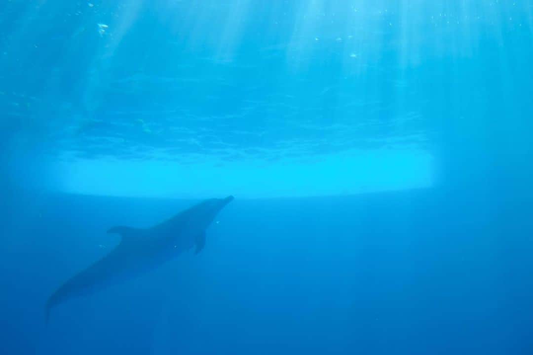 坪井遥司のインスタグラム：「sea #四国水族館 #fujifilm」