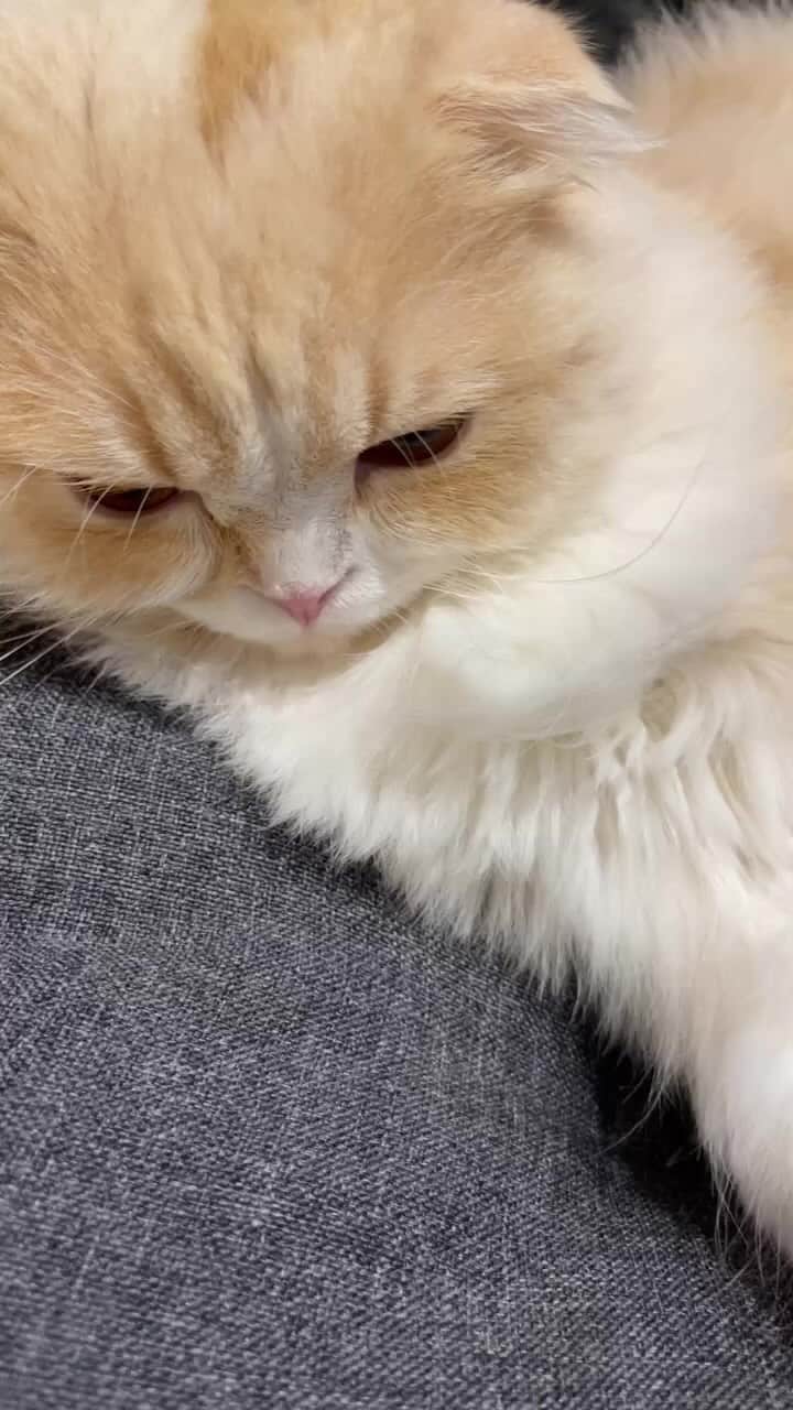 加代憲康のインスタグラム：「ティアライブです🐈」