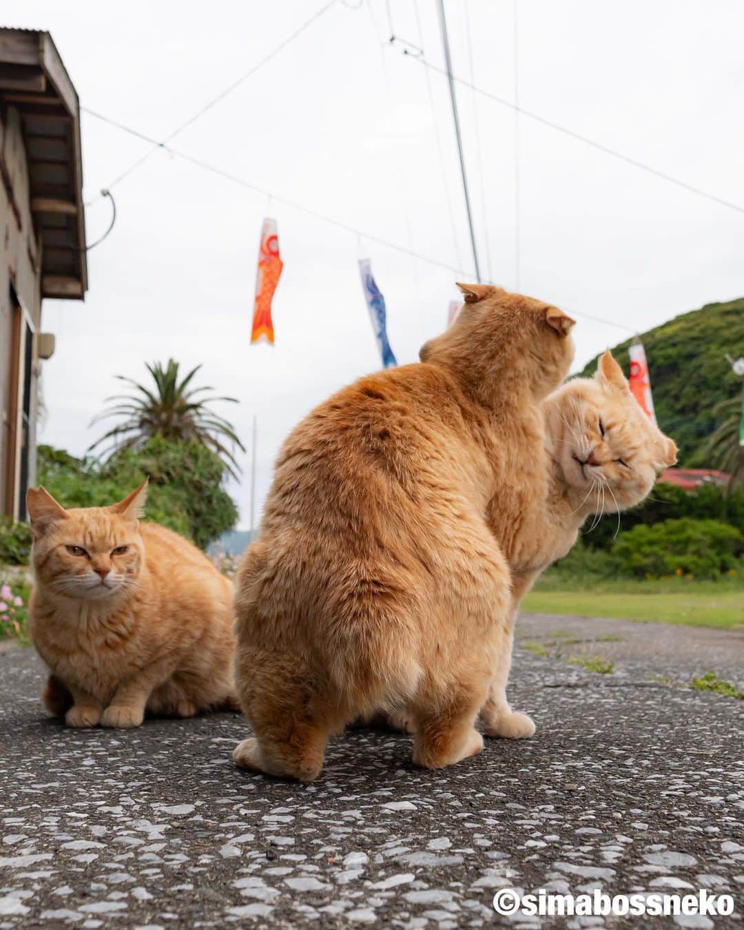 simabossnekoさんのインスタグラム写真 - (simabossnekoInstagram)「・ ときどき相撲、いつも仲良し✨ Sachi and Nuts are sumo rivals✨ But usually they are very good friends❣️ Swipeしてね←  #しまねこ #島猫 #ねこ #自由猫 #にゃんすたぐらむ #猫写真 #みんねこ #catsofinstagram #過去pic #cats_of_world #catloversclub #pleasantcats #catstagram #meowed #ig_japan #lumixg9」6月29日 7時45分 - simabossneko