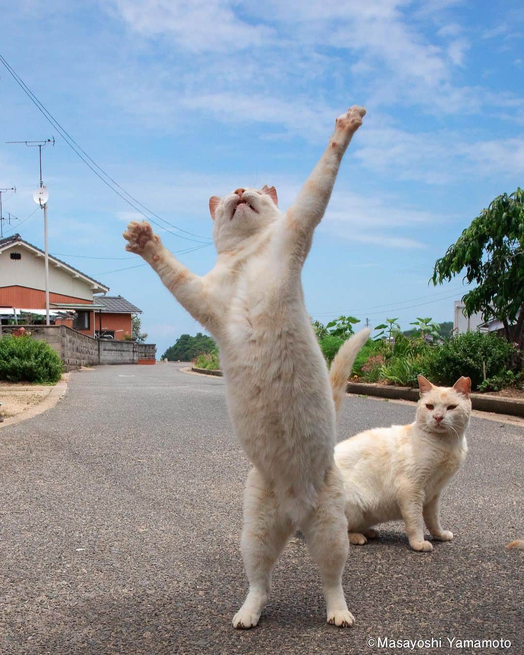 山本正義さんのインスタグラム写真 - (山本正義Instagram)「応援してるよ！あなたなら大丈夫！  I'm rooting for you! You're gonna be alright!  #ねこ #猫 #cat #tachineko #立ち猫  いつもありがとうございます😌  まいどなニュースさんにて  記事になりました。  @tachineko.ymのプロフィールからHP→ 記事にもとべます。 https://maidonanews.jp/article/14646624  https://tachineko.net/2022/06/2945/」6月29日 8時08分 - tachineko.ym