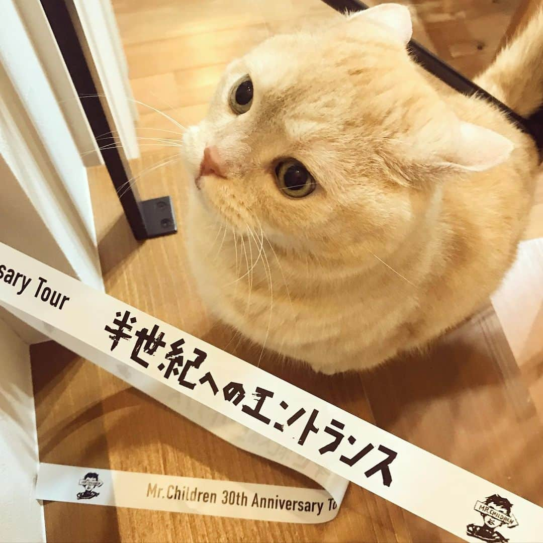 ぷーのインスタグラム：「3年間待ち望んでいた、ミスチルのライブ。 . 最高に幸せでした🐈 . #１曲目から泣きそうになる #半世紀へのエントランス  #mrchildren  #mrchildren30thanniversary  #日産スタジアム 2022.06.11 . #イカ耳 .」