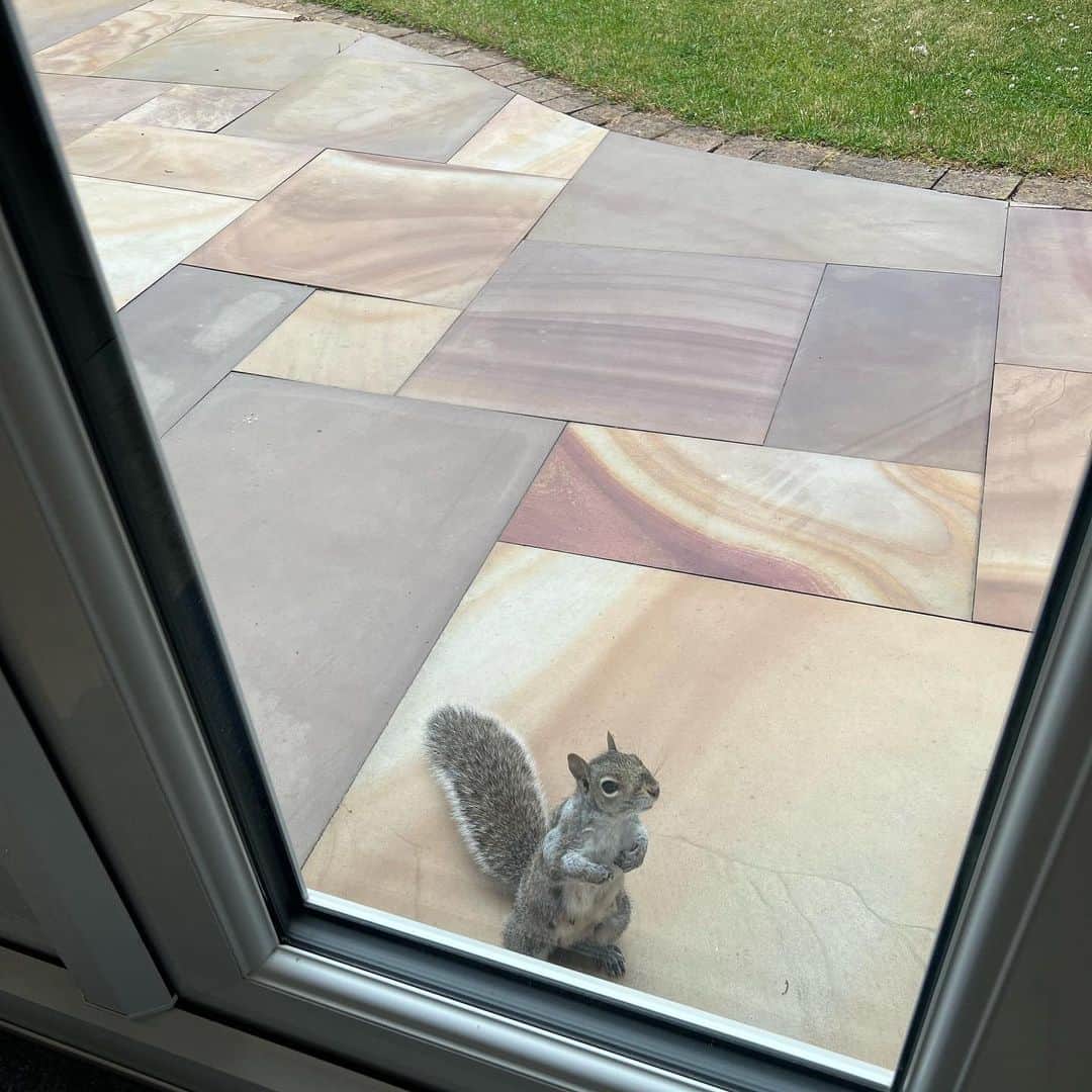 アンワル・エル・ガジのインスタグラム：「Back in the UK 🇬🇧  And my little friend missed me 😂 🐿 🌰」