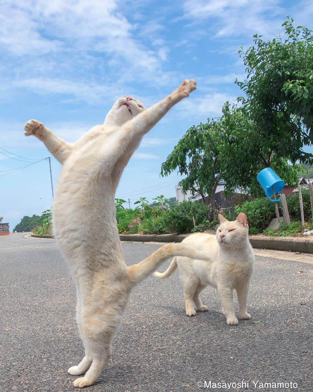 山本正義さんのインスタグラム写真 - (山本正義Instagram)「すきにやりなはれ！  please feel free to make your choice.  #ねこ #猫 #cat #立ち猫 #tachineko」6月29日 21時28分 - tachineko.ym