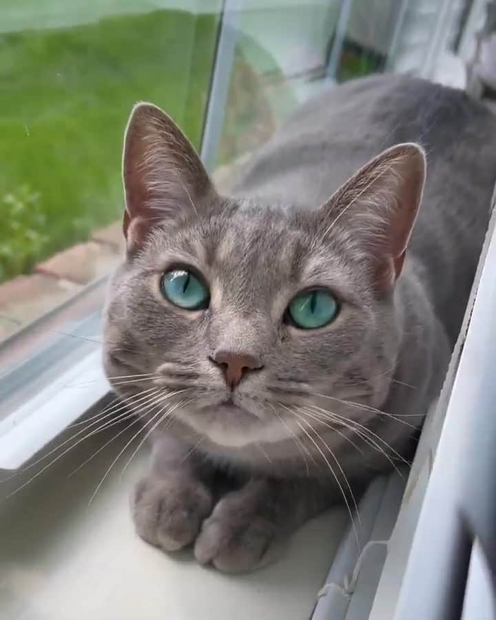 Cats of Instagramのインスタグラム：「From @wildcatfiona: "World’s cutest baby 😸" #catsofinstagram」