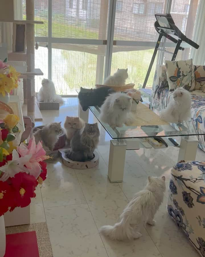 12 Chinchilla Persianのインスタグラム：「Spending my day off with this cutie babies ❤️ 🐱🫶 #furbabies #catsofinstagram #family」