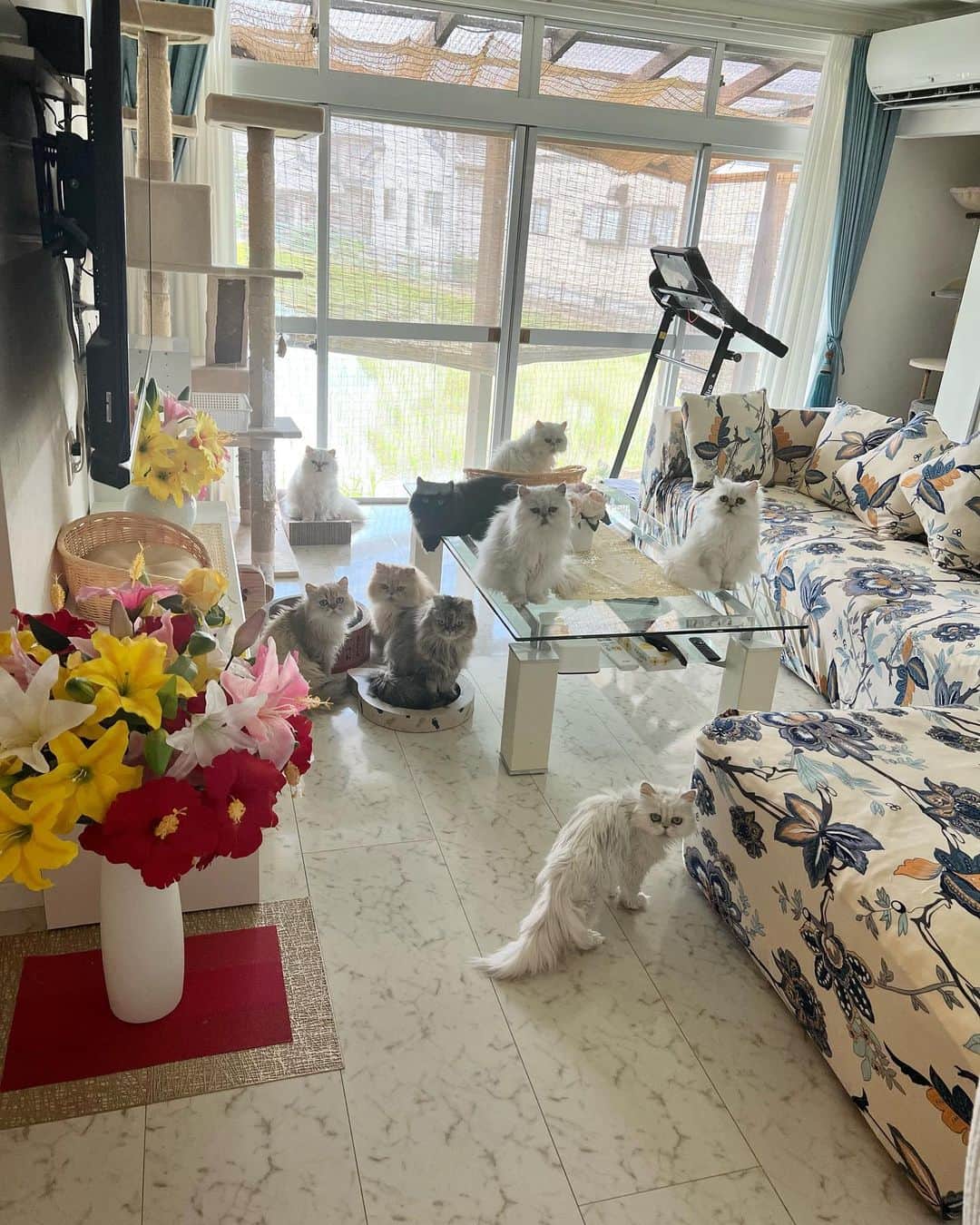 12 Chinchilla Persianさんのインスタグラム写真 - (12 Chinchilla PersianInstagram)「Spending my day off with this cutie babies ❤️ 🐱🫶 #furbabies #catsofinstagram #family」6月29日 14時52分 - 12catslady