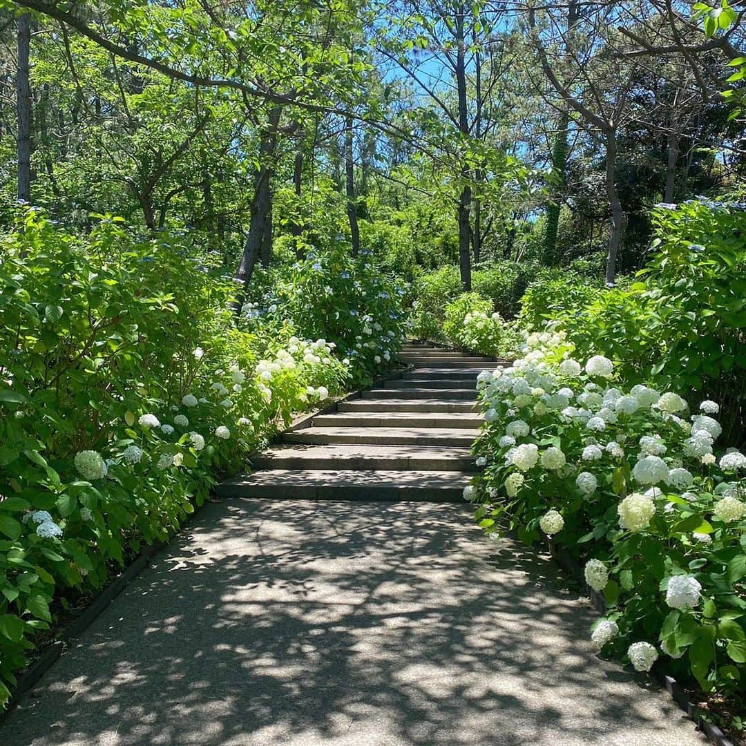 RIKOのインスタグラム：「八景島あじさい祭 by iPhone📱  初音はこうでなくっちゃね笑（2枚目 紫陽花越しの今年初海最高！！  水族館入らなかった~🐠 メントス最大の8本獲得！！勤務のお供行き！！  #八景島シーパラダイス  #八景島 #あじさい祭り #紫陽花」