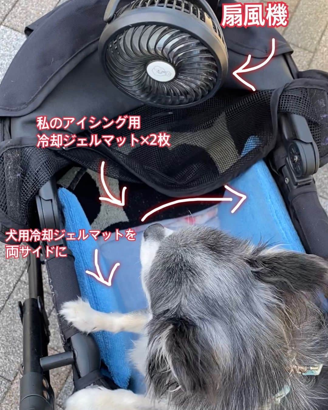 風花舞さんのインスタグラム写真 - (風花舞Instagram)「タイムさん、 お犬様的暑さ対策・熱中症対策をしつつ、月1シャンプーへ。  シャンプーの日じゃなければ、 こんな暑い日のお日様が出ているときに🐶を外には出しませんが😅  おかげさまで、 無事に行って帰ってこれました☺  犬と暮らしている皆様は、 この時期のお散歩、時間帯とか地面の温度とか大変ですよね💦  人も動物も、 元気に夏を過ごせますように⛱  #ちわわ#チワワ#ちわわ大好き#ちわわ親バカ部#チワワ部#チワワ大好き#かわいい#癒し#家族#仲良し#幸せ#動物#チワスタグラム#animal#dog#family#chihuahua#chihuahuas#chihuahualove#chihuahualife#cute#sweet#happy#treasure#love」6月29日 20時03分 - kazahanamai_official