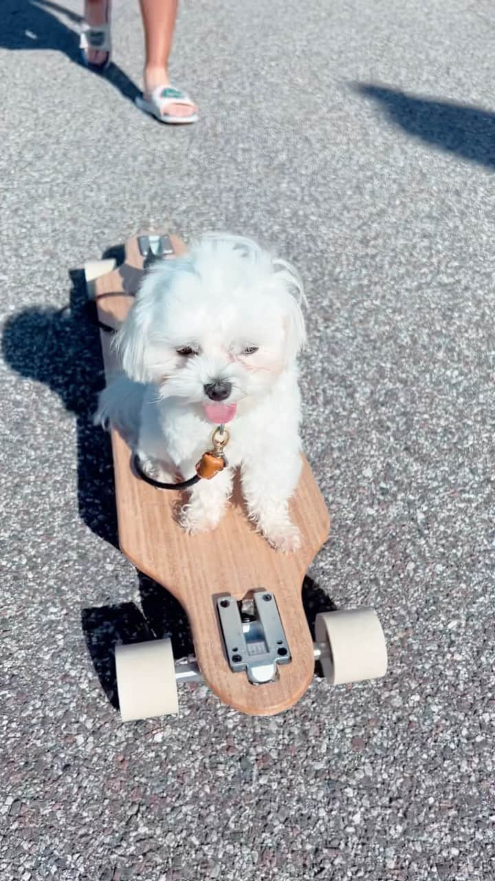 パティ・タバタナキトのインスタグラム：「@thecasper.j and his friend @andythezhang 🥰❤️ #maltese」