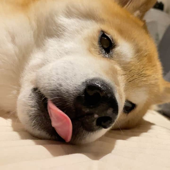 まる（まるたろう）のインスタグラム：「Good night!✨🐶💤✨また明日ね〜 #お肉食べたし #明日からも頑張っちゃおっと #明日もあるともっと頑張れるんだが」