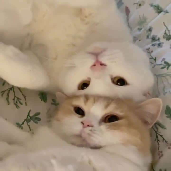 Cats of Instagramのインスタグラム：「From @dear.mycats: "귀여운거 두배 🤎" #catsofinstagram」