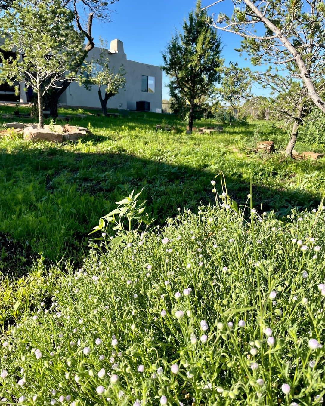 シャーロット・ケイト・フォックスさんのインスタグラム写真 - (シャーロット・ケイト・フォックスInstagram)「私たちが新しい家に引っ越したとき、それはただの汚れでした。 私は1年間執拗に園芸をしました。 花が咲き始めています。 草が生えています。 私たちは皆幸せです。 特にブルー。  when we moved to our new house it was just dirt.  I’ve obsessively gardened for a year. flowers are starting to bloom.  grass is growing.  we are all happy.  especially BLUE .」7月15日 1時11分 - charlottekatefox_official