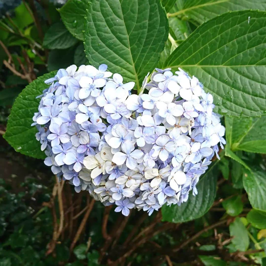 七海ひろこのインスタグラム：「松戸市内のご挨拶回り中に出会った紫陽花。  ほっこりハートで迎えてくれました。  今年は急の暑さで、紫陽花もたいへんだったね。  まだ咲いてくれていて、ありがとう。  #挨拶回り #花が好き #花が好きな人 #紫陽花 #あじさい #松戸 #松戸市」