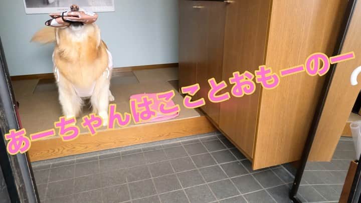 まゆみのインスタグラム：「。 。 あーちゃんはこことおもーのー🐶✨ 。 。 と無事にぱんぱんを買いに行きましたとさ😂 。 。 #毎週のお楽しみ #エンゼル #居場所を伝える犬 。 。 #ゴールデンレトリバー#goldenretriever#dog#犬#あーぺー」