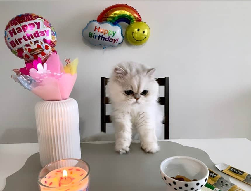 BeBeさんのインスタグラム写真 - (BeBeInstagram)「Happy Birthday to my sweetie 🎂🎉🎁🎈✨✨ 本日無事に11歳を迎えました💓これからも穏やかに楽しく健康に過ごそうね🥺💓いつも最高の癒しと笑いをありがとう💓💓嫌いな写真に付き合ってくれてありがとう😂🙏 Thanks for your having been born in this world🙏🙏🥺🥺 #cat #kitty #kittycat #meow #ilovecat #hubcats #adorable #猫　#catsofinstagram #kittensofinstagram #petsofinstagram #persiancat #instacat #catlife #かわいいしか勝たん」7月14日 22時27分 - _bebethecat_