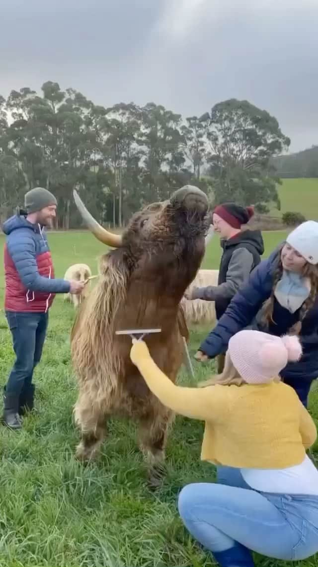 animalsのインスタグラム：「Macy the highland cow just loves getting pampered 😅 Video by @highlandgetawaytas」