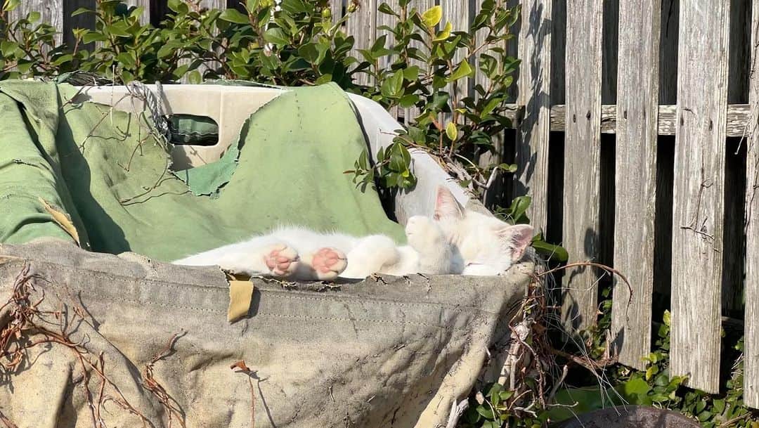 五十嵐健太のインスタグラム：「日向ぼっこ日和 #猫　#cat #日向ぼっこ」