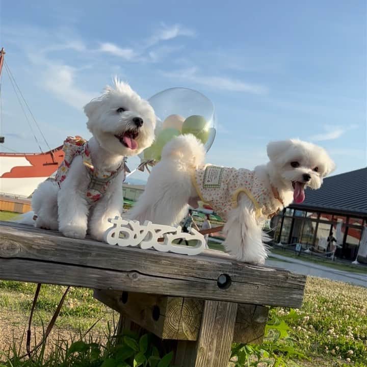 マルチーズ兄妹♡おかゆとおもちのインスタグラム：「🐶♡̢ . みなさんからのお祝いコメントありがとうございます😉 これからもどうぞよろしくお願いします🙋🏻‍♀️🙋🏻‍♂️ .  丼ちゃんのお誕生日🐶🎊 くうちゃん、そらちゃん、かいちゃん、そして相棒あおちゃんにお祝いしてもらったよ〜🥳 パパさんママさんいつもありがとうございます🙋🏻‍♀️🙋🏻‍♂️ @kuu.sora.kai.ao  @kuu_sora_kai_ao  . . . #happybirthday  #お誕生日おめでとう  #おたんじょうびおめでとう  . . . . #maltese #maltesepuppy #malteselovers #malteselife  #puppy #puppyoftheday #puppylife  #パピー #子犬 #子犬のいる暮らし #こいぬ #こいぬのいる暮らし #okayusan  #エブリドッグ #happydog #dogstagram #doglover #doglife  #マルチーズ #マルチーズパピー #マルチーズインスタグラム #cutedog #instadog  #マルチーズ部  . .」