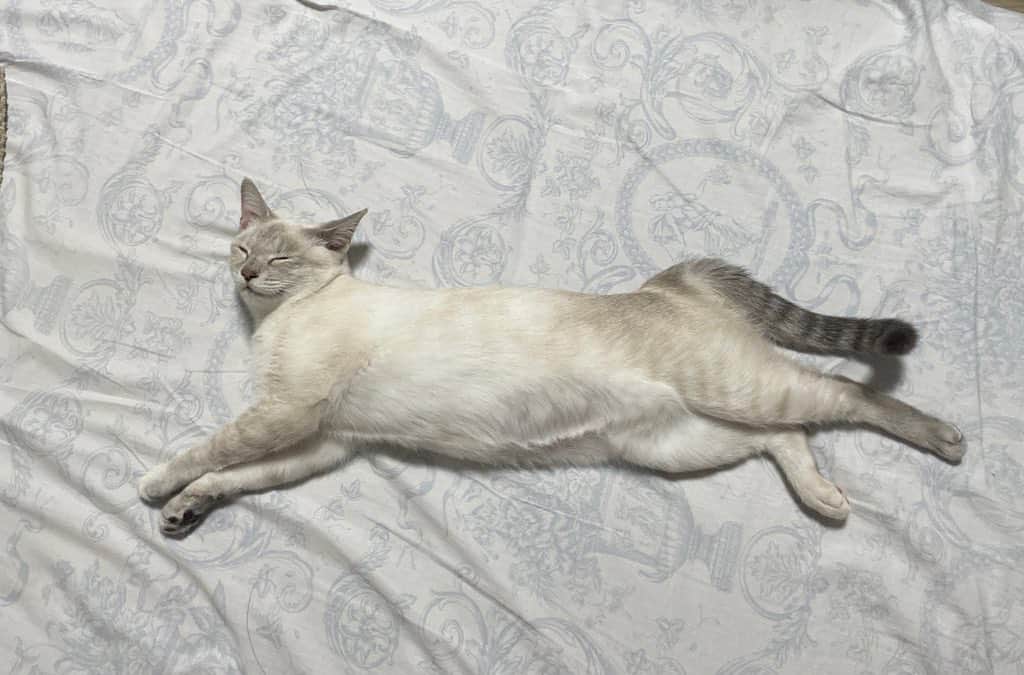 五十嵐健太のインスタグラム：「飛び猫 #猫　#cat #飛び猫  #シャムミックス　#シャムトラ」