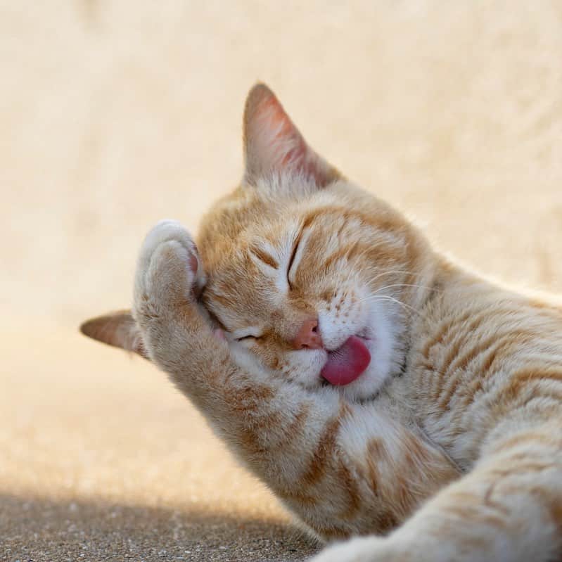 五十嵐健太のインスタグラム：「ぺろ猫 #猫　#cat #ぺろ猫　#茶トラ　#ちゃとら猫」