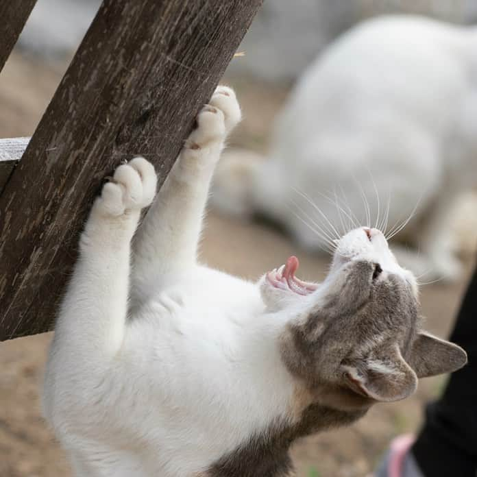 五十嵐健太さんのインスタグラム写真 - (五十嵐健太Instagram)「あくび猫 #猫　#cat #三毛猫　#みけねこ」6月30日 13時21分 - tobineko_0