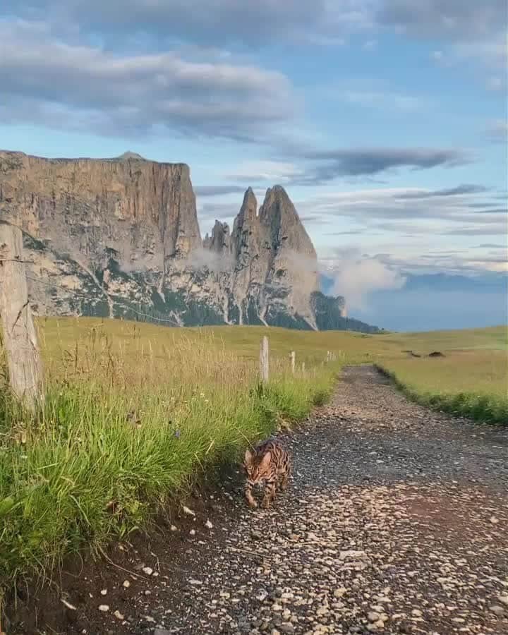 Cats of Instagramのインスタグラム：「From @ciaojjay: "Little man on a mission 🏔 this guy ROCKS!! Our holiday is about to end (which sucks ugh) but he behaved so well for the whole time, he responded so well, we were able to keep him off the leash as he would follow and come when called. So proud! ⁠ He’s still a very anxious traveler (in the car and carrier, he is very claustrophobic ), but we will take it slow and try work on that this summer 🤍" #catsofinstagram」
