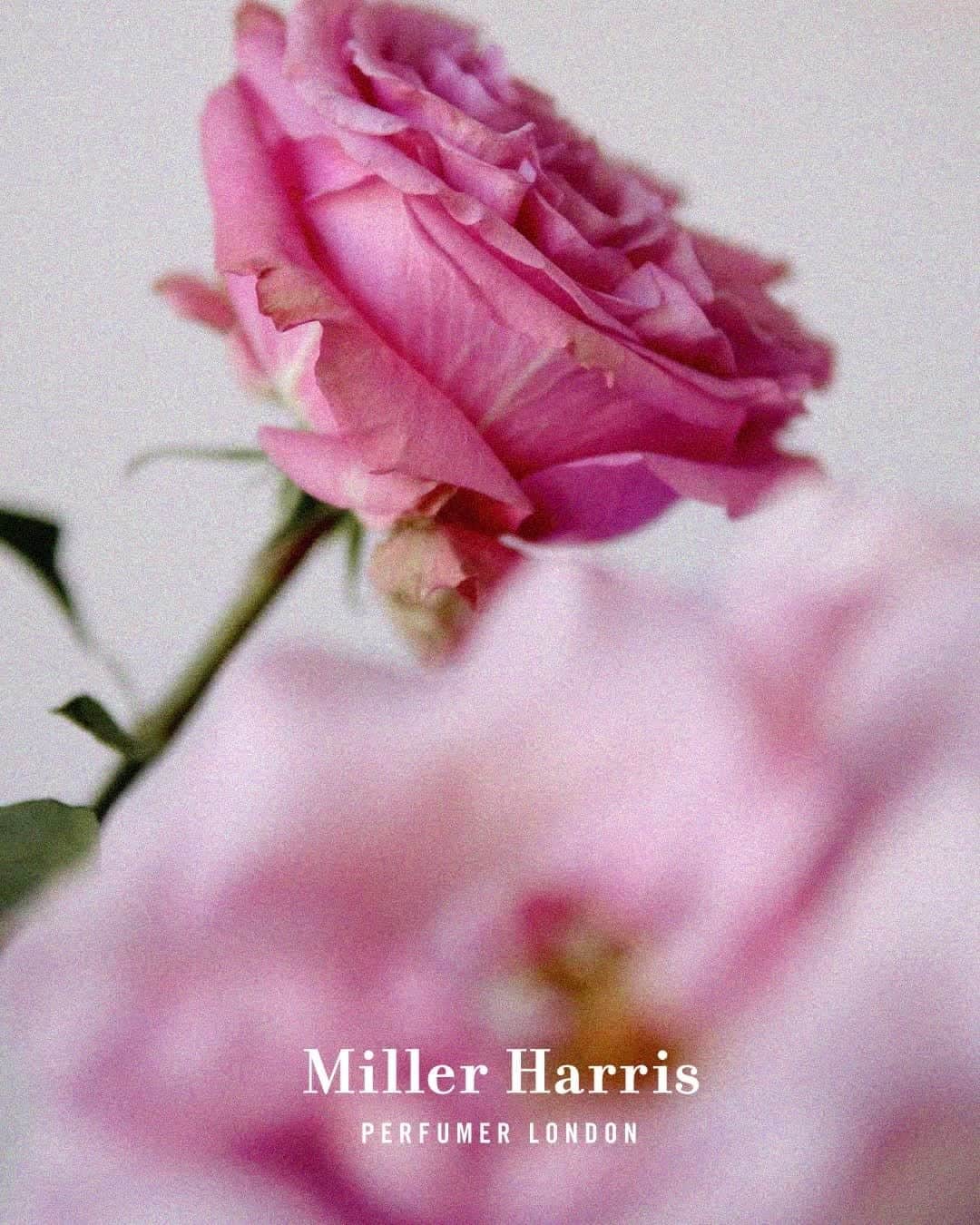 ミラーハリスのインスタグラム：「Up Close… and romantic. Discover our Rose Silence Bath & Body Collection⁠ ⁠ #UpclosewithMillerHarris」