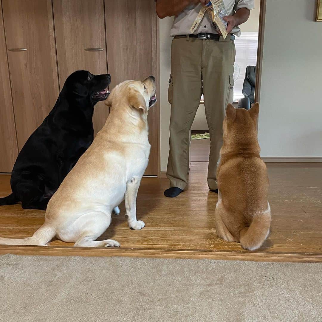 高橋みゆきのインスタグラム：「おやつタイム🦴3匹並んでお座り可愛い❤️🐕🦮🐕‍🦺クラ吉食べるの遅い💧隣でハクが狙ってるよ🫣笑　相変わらずマイペース🐕 #山形 #ワンコ #ラブ #柴 #少し慣れたかな #おもちゃ遊びガウガウ激しいよ🐶💨💨」