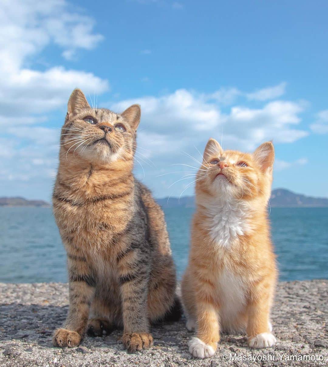 山本正義さんのインスタグラム写真 - (山本正義Instagram)「未来を見る。  Look at the future  #ねこ #猫 #cat #kitty」6月30日 20時55分 - tachineko.ym