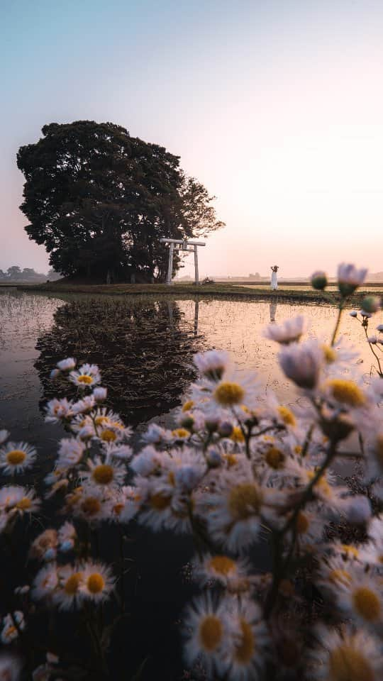 deepskyのインスタグラム：「Lost in the countryside of Japan    #reel #リール #撮影  #japan #日本 #nature #beautiful . . . #lonelyplanet #voyaged #stayandwonder  #awesomephotographers #complexphotos  #sonyalpha  #earthfocus #discoverearth #thegreatplanet  #earthofficial #roamtheplanet  #lovetheworld   #wonderful_places  #beautifuldestinations #田んぼ #shrine #wanderlust #djiglobal」