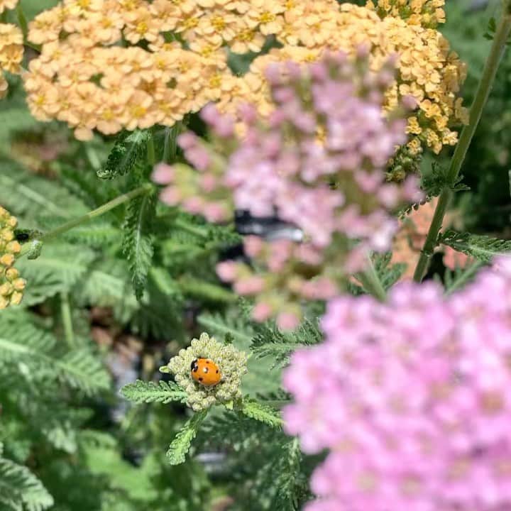 のインスタグラム：「Coccinelle into the wild 🐞  #Bensimonlovers #Bensimonfamily #coloraesthetic #natureaesthetic #summeraesthetic」