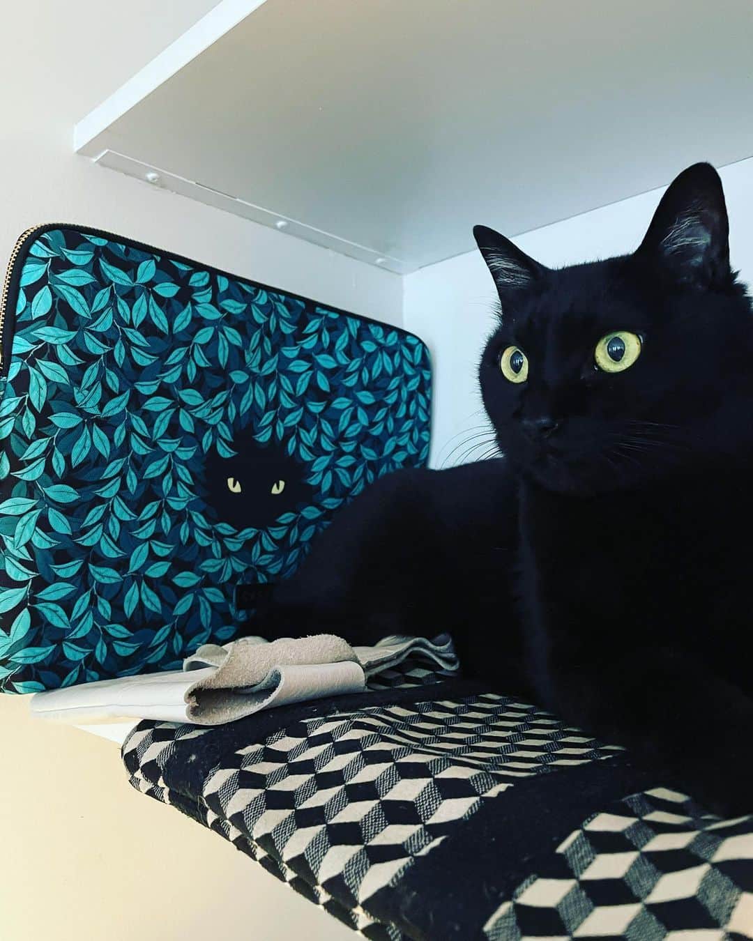 猫沢エミさんのインスタグラム写真 - (猫沢エミInstagram)「ピガがどんどんテリトリーを広げている昨今。  また今日も、すわ「いない⁉️」と探したら、新たなアパルトマンの下見をしておりました。  ここはしかも黒猫の壁画付きじゃないの👀  #ピガ兄　#猫パリ　#猫沢エミのインターナショナル五十路ライフシフト  #猫沢エミリーパリへ行く」7月1日 4時21分 - necozawaemi