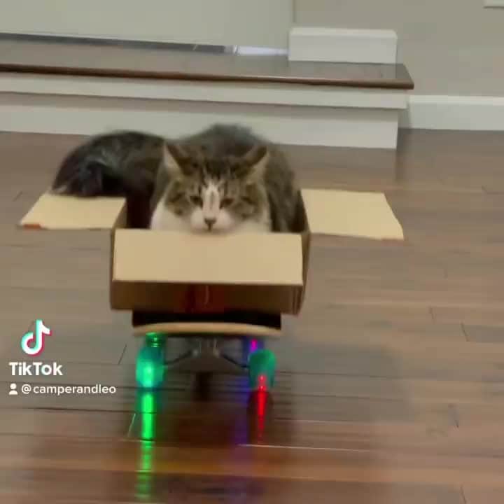 Cats of Instagramのインスタグラム：「From @camperandleo: "Leo is rolling and patrolling!" #catsofinstagram」