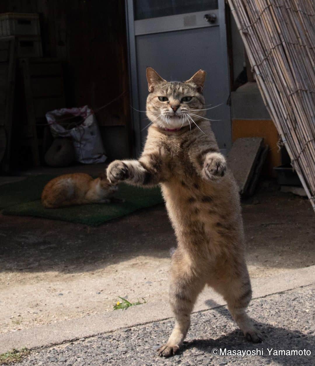 山本正義さんのインスタグラム写真 - (山本正義Instagram)「押忍(オス)  Yes sir!  #ねこ #猫 #cat #立ち猫 #tachineko」7月1日 8時05分 - tachineko.ym