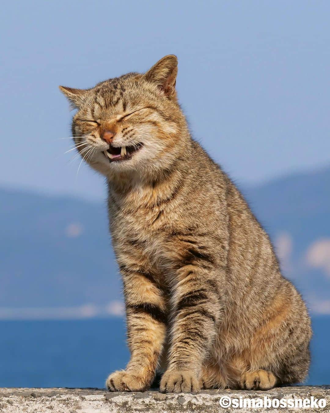 simabossnekoさんのインスタグラム写真 - (simabossnekoInstagram)「・ 笑顔がいっぱい😸😸😸✨ Smile smile smile selection❣️ Swipeしてね←←🐾 ・ ・ #しまねこ #島猫 #ねこ #自由猫 #にゃんすたぐらむ #猫写真 #みんねこ #catsofinstagram #過去pic #cats_of_world #catloversclub #pleasantcats #catstagram #meowed #ig_japan #lumixg9」7月1日 8時05分 - simabossneko