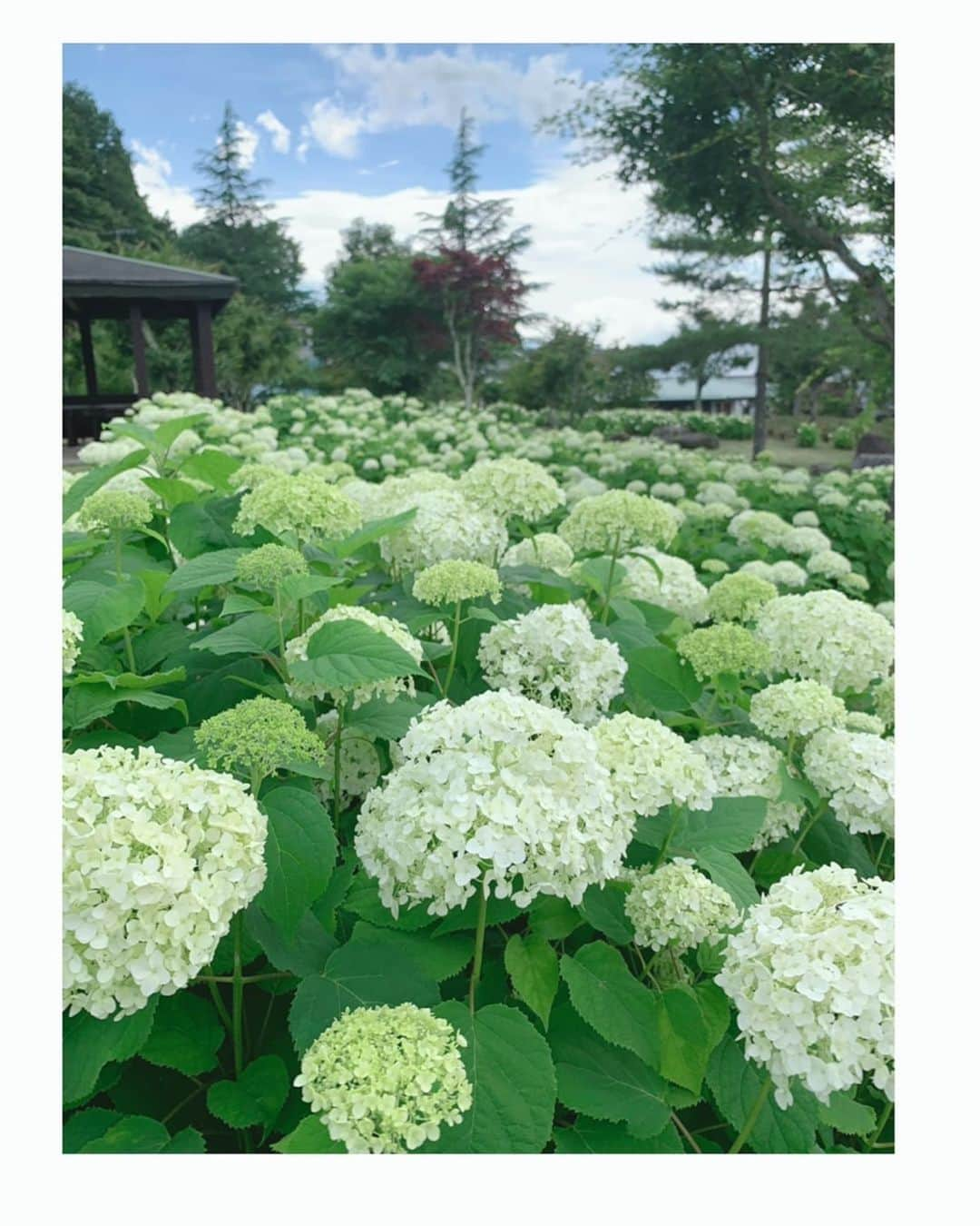 市川由衣さんのインスタグラム写真 - (市川由衣Instagram)「. はろー ⁡ 夏、はじまるのはやすぎやしませんか〜 紫陽花もびっくりだよね☔️ 皆さま水分たっぷりとって、熱中症、お気をつけください！ 本日配信のIMAではこの夏やりたいこと✨お気に入りの音楽などのお話をしています♪ よかったらお耳を拝借〜👂✨✨ ⁡  @artistspoken_i.m.a #IMA #Podcast ⁡」7月1日 9時44分 - yui_ick