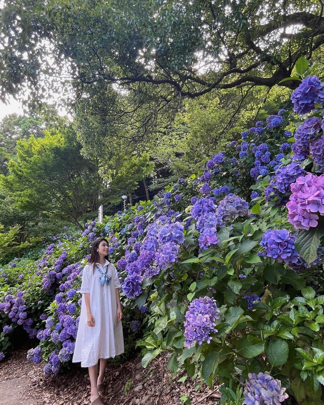松田和佳さんのインスタグラム写真 - (松田和佳Instagram)「💠  今日から７月！？ 時が経つのが早すぎます💧  少しだけ６月の余韻に浸らせて下さい🥺笑 写真は私の紫陽花ベストショット！！ どの色も素敵ですが、個人的には淡い水色が品がある感じがして好きです🤭」7月1日 20時12分 - waka_matsuda