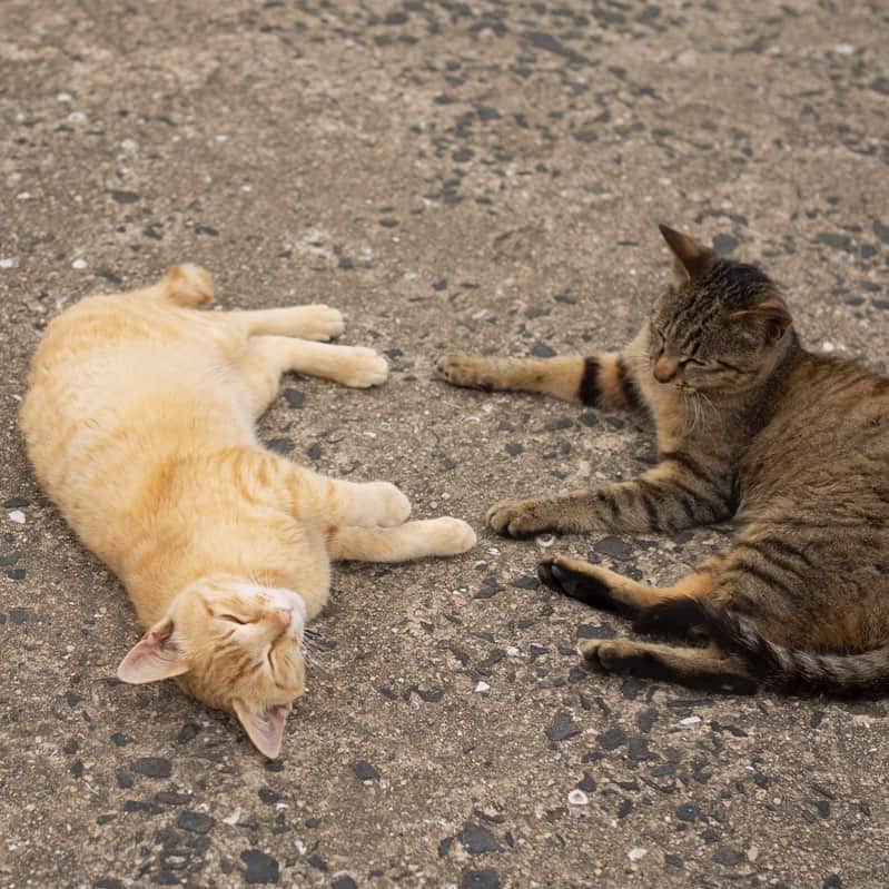 五十嵐健太のインスタグラム：「お昼寝びより #猫　#cat #茶トラ猫  #キジトラ猫」
