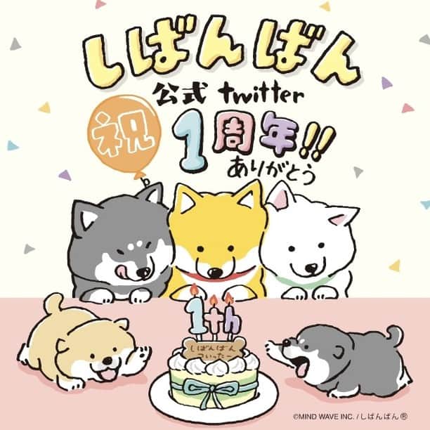 オオゴシヤステルのインスタグラム：「㊗️しばんばん公式twitter 1周年🎉  本日、しばんばん公式twitterが 1周年を迎えました〜🐾  これもたくさんのご主人たちのおかげ‼️ ありがと〜〜〜✨✨  これからもツンデレ黄金比9：1だけど💨 〈ฅ `ᴥ´ ฅ〉  いっぱい ごほうび くれでしゅっ💨 (ᐡ・ᴥ・ᐡ)  instagram共々これからもよろしくお願いします😊（オオゴシ）  #しばんばん #shibanban #むちころばんばん #muchicorobanban #微笑柴犬 #オオゴシヤステル #マインドウェイブ #mindwave #柴犬 #しばいぬ #shibainu」