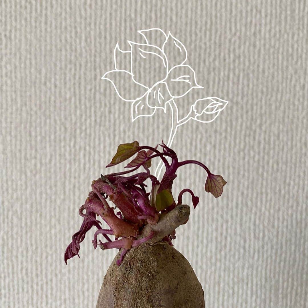 佐藤美弥さんのインスタグラム写真 - (佐藤美弥Instagram)「⏎ 　  𝚓𝚞𝚕𝚢𓇼  𝟽月になった途端蝉の声。 夏ってこんな暑かったっけ？って毎年思う🎐  ①緑涼しい。けど暑い🥵 ②スクスクと🍠育ててません。 ③大豆先生に間引きしろと笑われたけど勿体無くて…🌱(これでも間引いた) ④⑤素敵なギフト、素敵な出逢い💐 センスはもちろん考え方、ストーリー、コミュニティ… 自分の中にあるものとリンクしたり刺激受けまくり。  さぁ暑さに負けず太陽エネルギーチャージして💪🏽☀️  　 #こまめな水分補給を忘れずに #なにができるか #なにがしたいか #自己探究は終わらない #突然の落書き #勝つべつして勝つ #心はひとつ #ありがとう」7月1日 17時14分 - m.sato8
