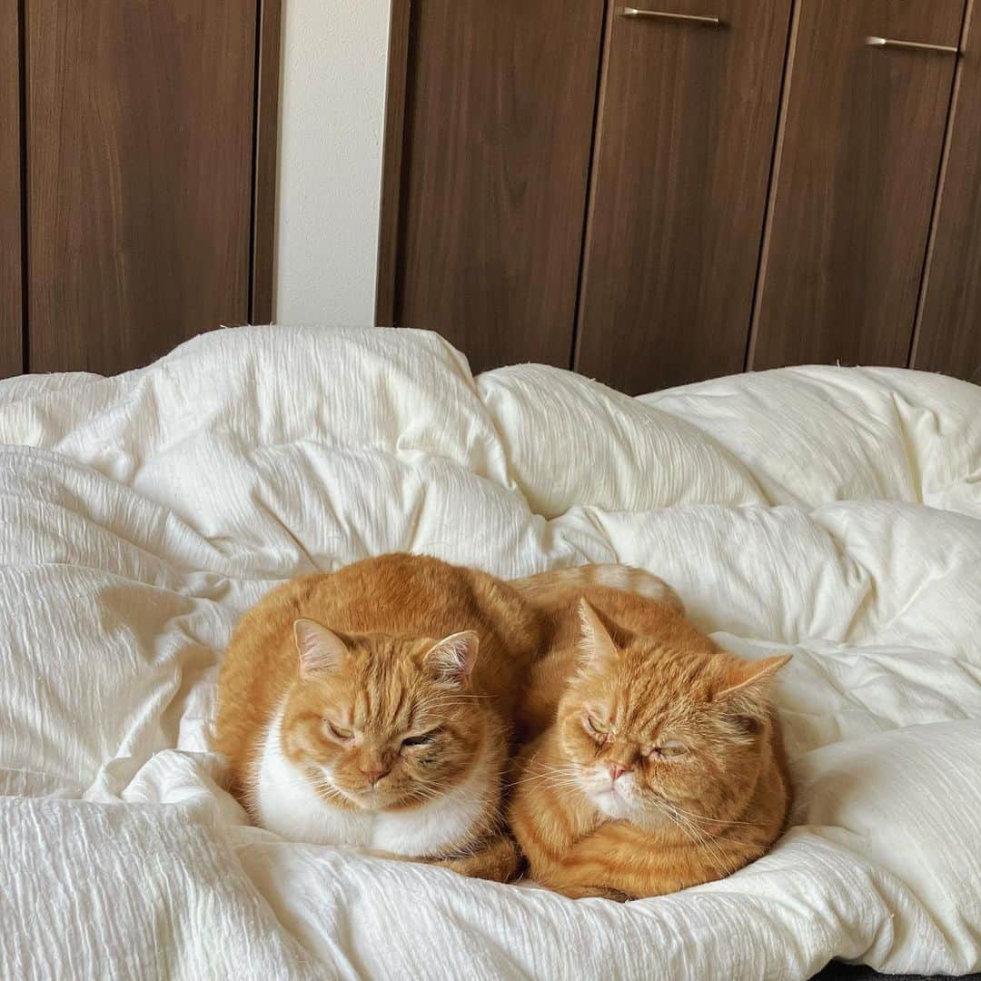 umeのインスタグラム：「ごはんの時間まであと1時間。がまん。 ・ ・ ・ #まめたち #🐈」